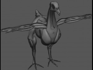 chicken anatomy in t-pose for rigging Model 3D