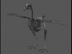 chicken anatomy in t-pose for rigging Model 3D