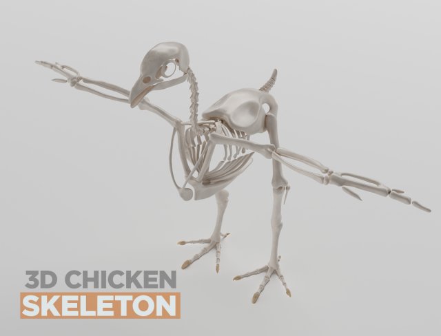 chicken skeleton in t-pose for rigging Modelo 3D .c4d .max .obj .3ds .fbx .stl .blend 