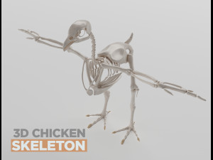 chicken skeleton in t-pose for rigging 3D Model