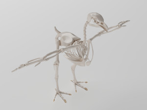 chicken skeleton in t-pose for rigging Modelo 3D