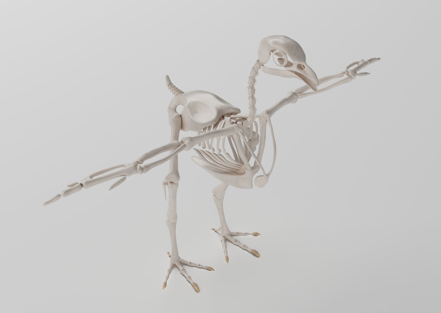 chicken skeleton in t-pose for rigging Modèle 3D in Oiseaux 3DExport