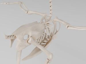 chicken skeleton in t-pose for rigging Modelo 3D
