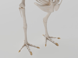 chicken skeleton in t-pose for rigging Modelo 3D