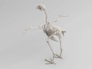 chicken skeleton in t-pose for rigging 3D Model