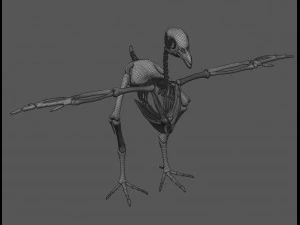 chicken skeleton in t-pose for rigging 3D Model