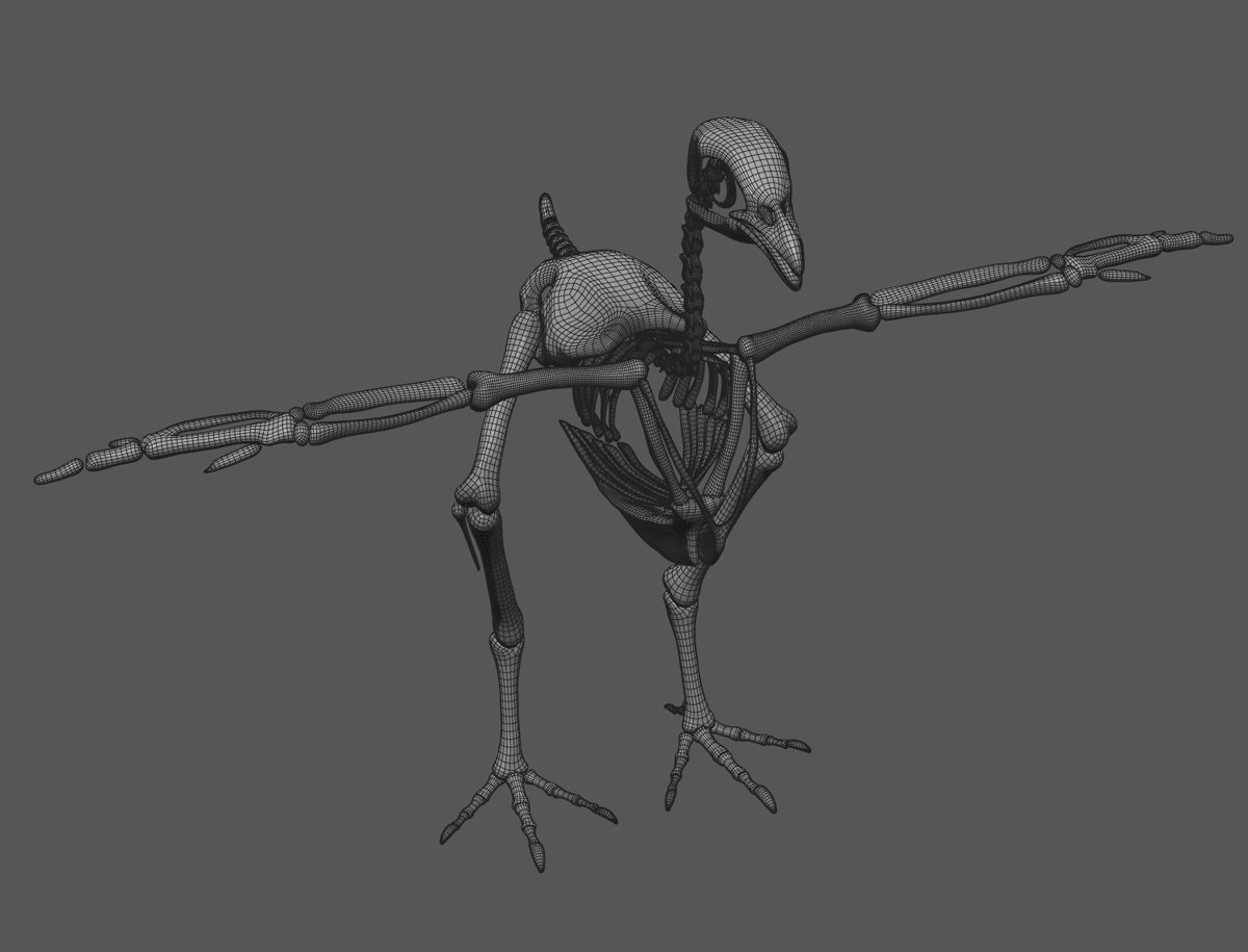 Скелет 1 уровня. Скелет курицы. птица секретарь скелет. chicken skeleton 3d model.