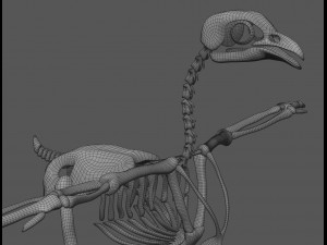chicken skeleton in t-pose for rigging Modelo 3D