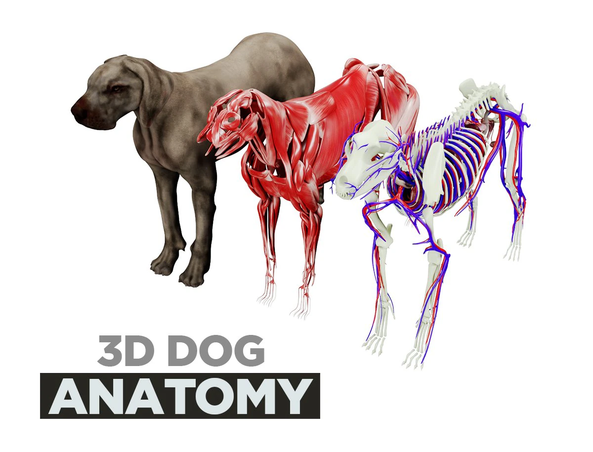 anatomia do c&atilde;o com &oacute;rg&atilde;os internos - texturas 4k Modelo 3D .c4d .max .obj .3ds .fbx .stl .blend 