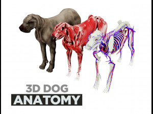 dog anatomy with internal organs - 4k textures  3D Model