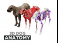dog anatomy with internal organs - 4k textures Modèle 3D