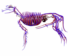 dog anatomy with internal organs - 4k textures Model 3D