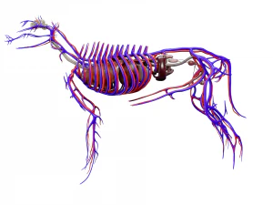 anatomia do c&atilde;o com &oacute;rg&atilde;os internos - texturas 4k Modelo 3D