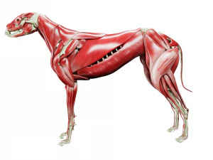 anatomia do c&atilde;o com &oacute;rg&atilde;os internos - texturas 4k Modelo 3D
