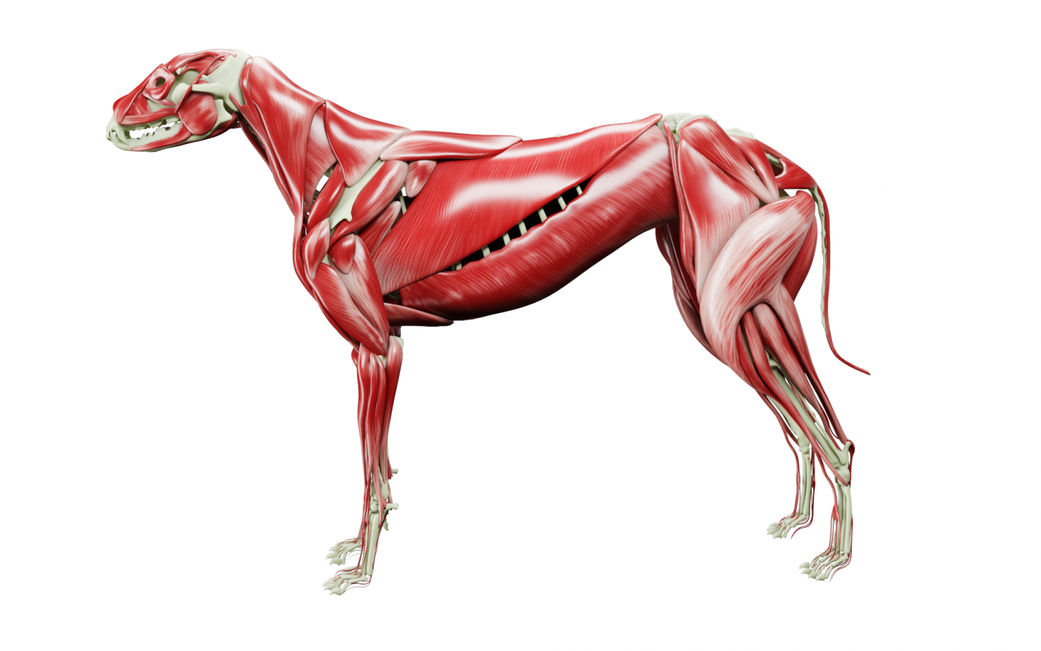 Анатомия собаки фото