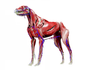anatomia do c&atilde;o com &oacute;rg&atilde;os internos - texturas 4k Modelo 3D