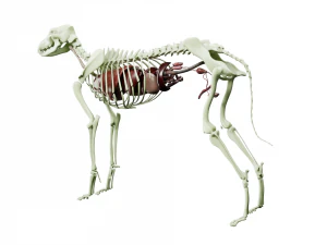 anatomia do c&atilde;o com &oacute;rg&atilde;os internos - texturas 4k Modelo 3D