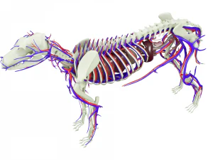 anatomia do c&atilde;o com &oacute;rg&atilde;os internos - texturas 4k Modelo 3D