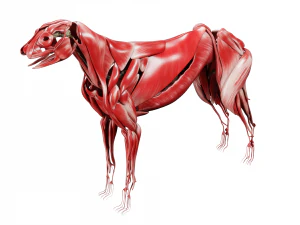 anatomia do c&atilde;o com &oacute;rg&atilde;os internos - texturas 4k Modelo 3D