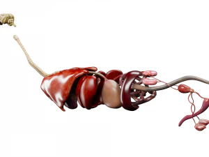 anatomia do c&atilde;o com &oacute;rg&atilde;os internos - texturas 4k Modelo 3D