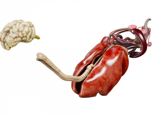anatomia do c&atilde;o com &oacute;rg&atilde;os internos - texturas 4k Modelo 3D