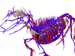 anatomia do c&atilde;o com &oacute;rg&atilde;os internos - texturas 4k Modelo 3D