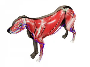 anatomia do c&atilde;o com &oacute;rg&atilde;os internos - texturas 4k Modelo 3D