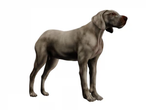 anatomia do c&atilde;o com &oacute;rg&atilde;os internos - texturas 4k Modelo 3D