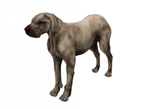 dog anatomy with internal organs - 4k textures Model 3D