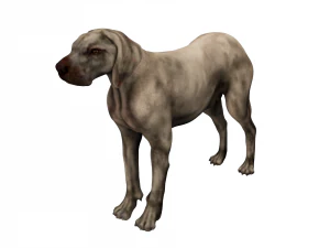 anatomia do c&atilde;o com &oacute;rg&atilde;os internos - texturas 4k Modelo 3D