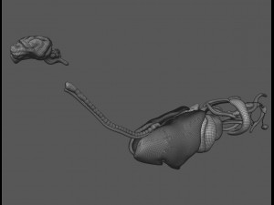 dog anatomy with internal organs - 4k textures Model 3D