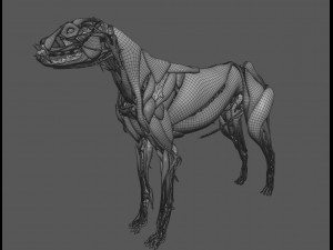 dog anatomy with internal organs - 4k textures Model 3D