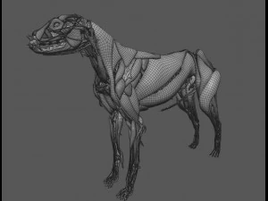 anatomia do c&atilde;o com &oacute;rg&atilde;os internos - texturas 4k Modelo 3D
