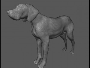 dog anatomy with internal organs - 4k textures Model 3D