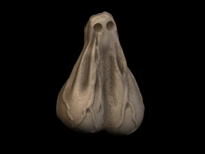 relief 3D Print Model