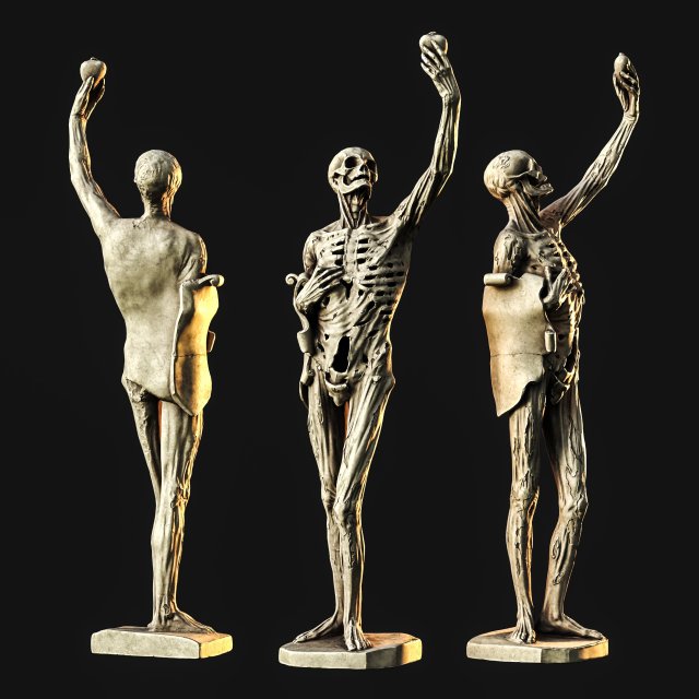 the skeleton 3D Model .c4d .max .obj .3ds .fbx .stl .blend 