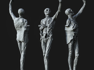 the skeleton 3D Model