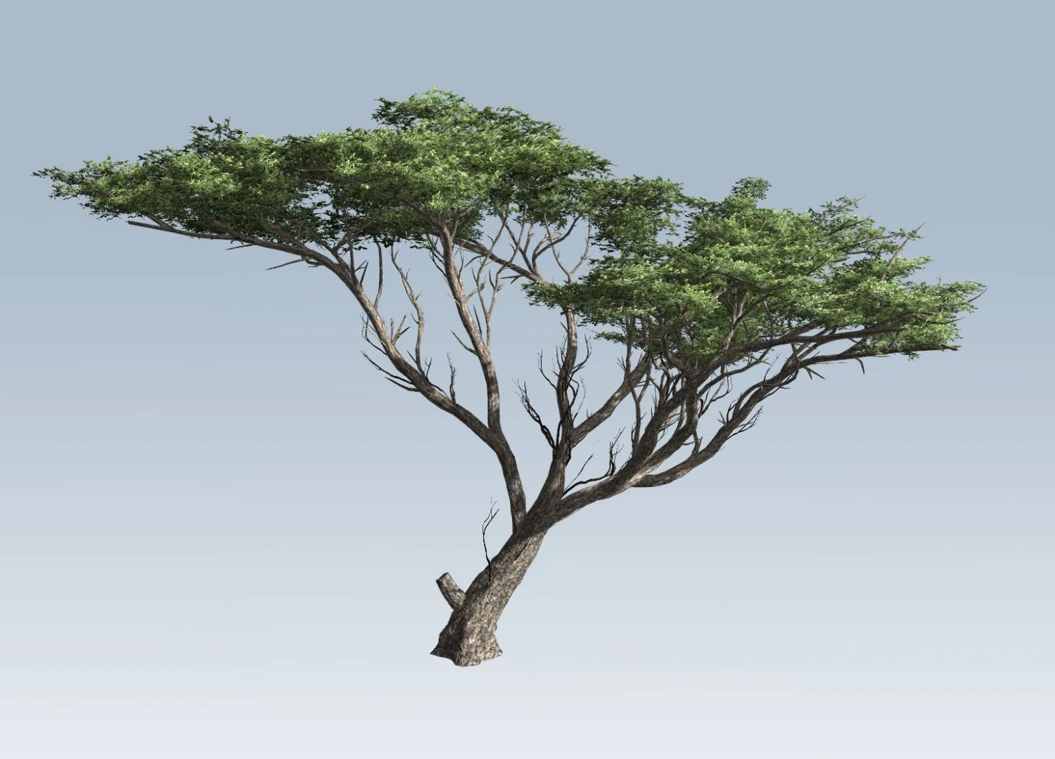 acacia tree 3D Model .c4d .max .obj .3ds .fbx .stl .blend 
