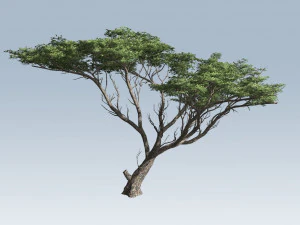 дерево акації 3D Модель