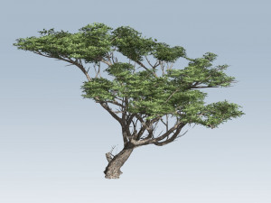 acacia tree 3D-Modell