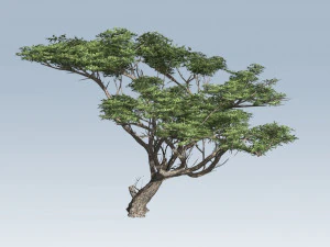 acacia tree 3D Model