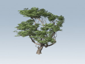 acacia tree 3D-Modell