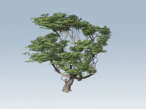 acacia tree 3D Model