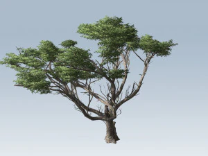 acacia tree 3D Model