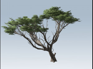 acacia tree 3D-Modell