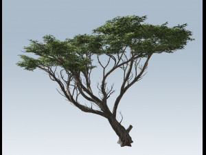 acacia tree 3D-Modell