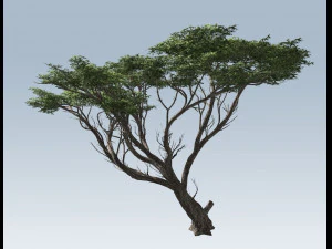 acacia tree 3D Model
