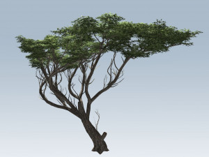 acacia tree 3D-Modell