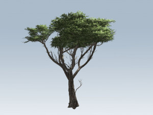 acacia tree 3D-Modell