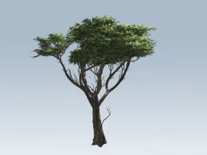 acacia tree 3D Model